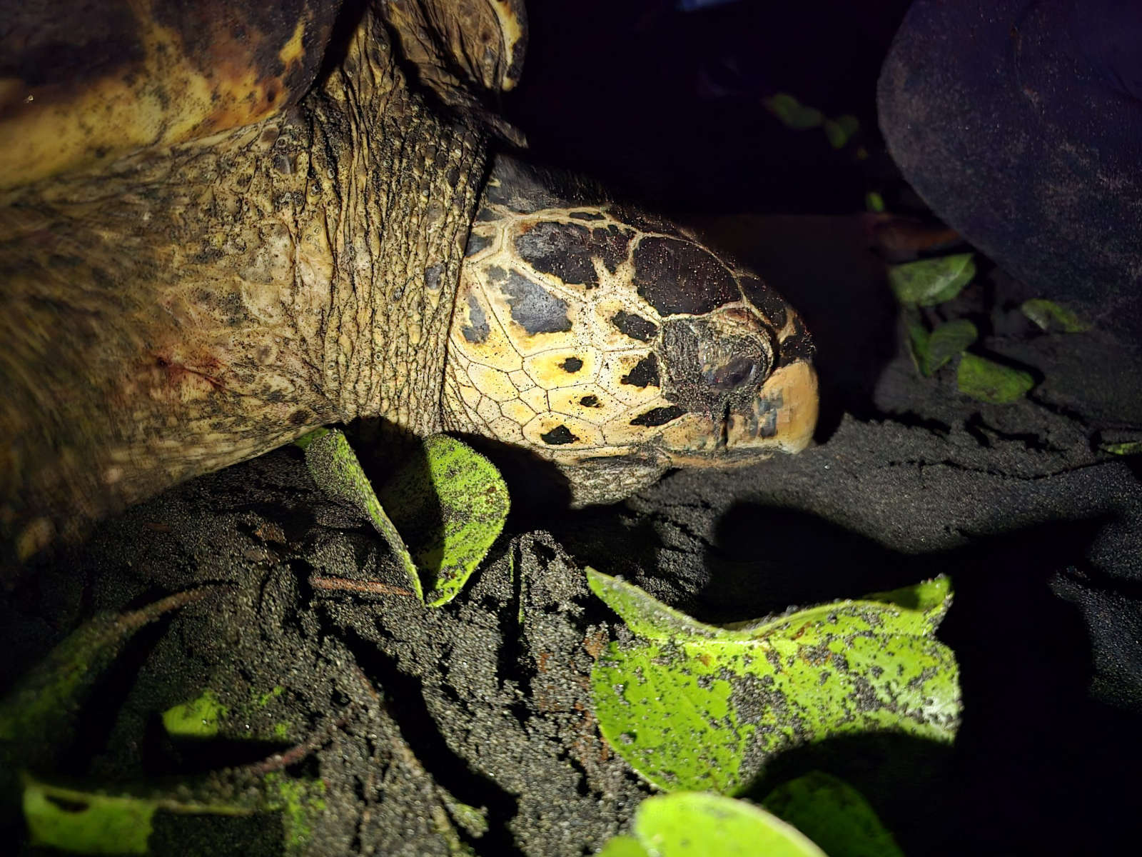 20240719_030921-scaled Schildkröte